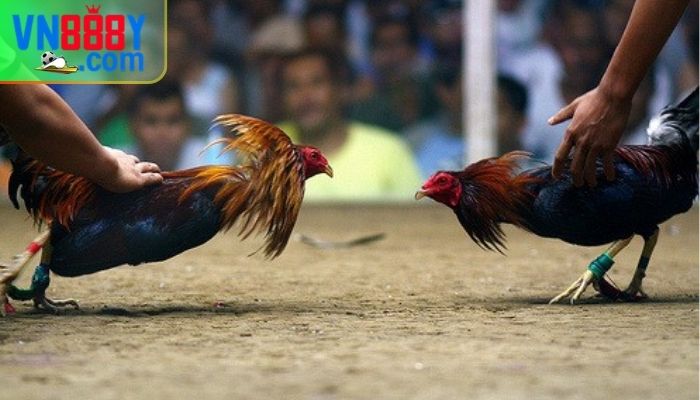 Cách phòng tránh rủi ro khi xem đá gà