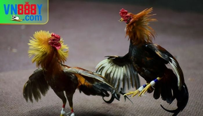 Các thuật ngữ đá gà thường gặp