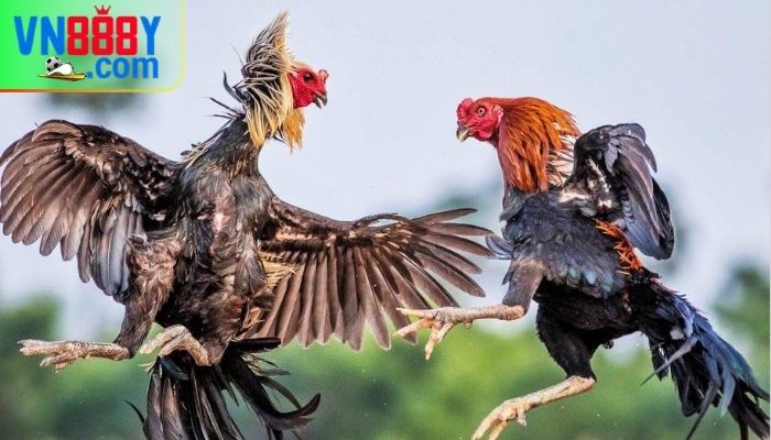 Thuật ngữ đá gà thường gặp