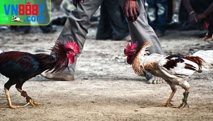 Luật đá gà theo vùng miền