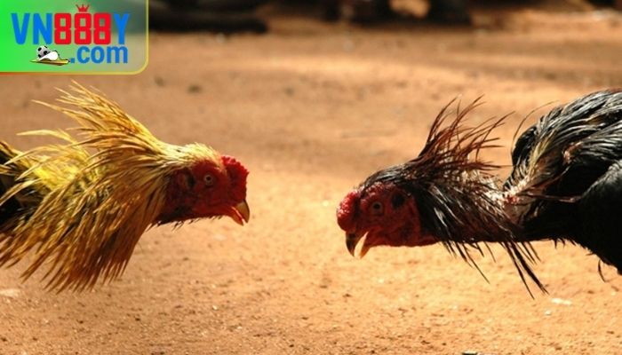 Lưu ý quan trọng về luật đá gà