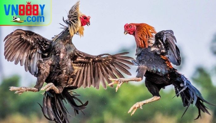Hậu quả sử dụng thuốc đá gà bịp