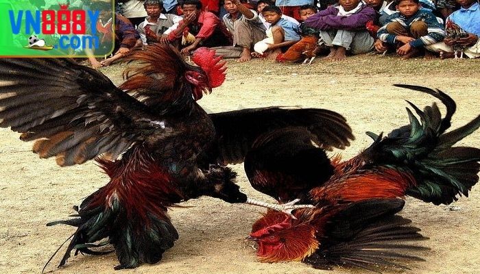 Xem đá gà có bị phạt không?