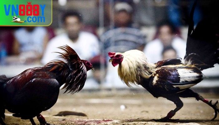 Mức phạt cho người tham gia đá gà