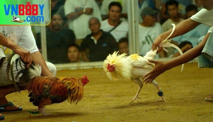 Cá cược đá gà Mỹ