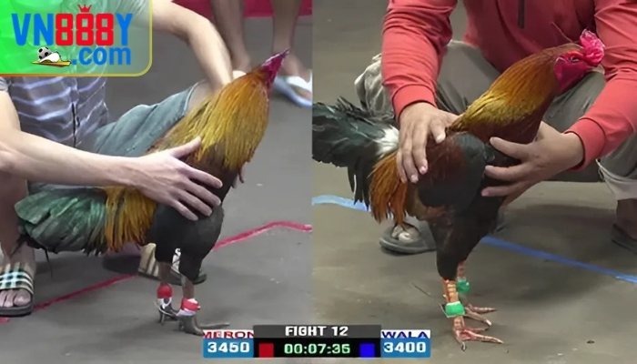 Cược đá gà cựa tròn