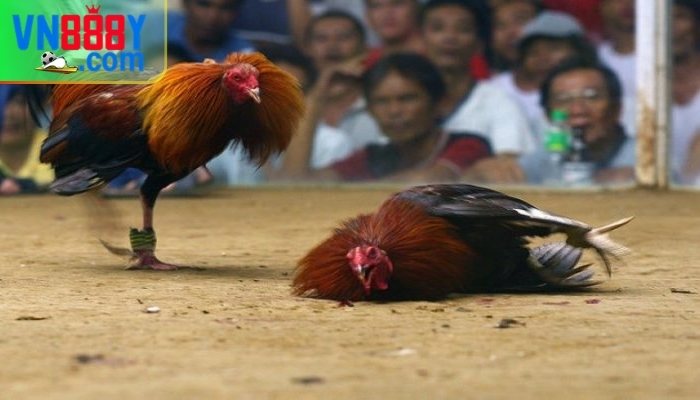 Cược đá gà Mỹ