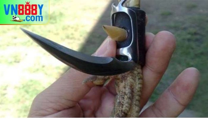 Đá gà cựa dao trên mạng