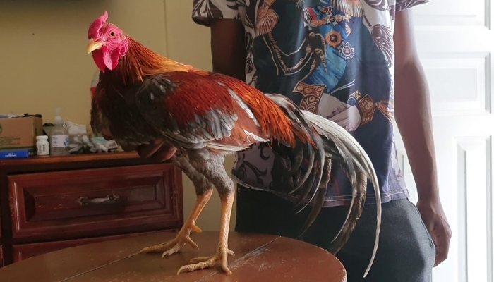 Đá gà cựa tròn trên mạng