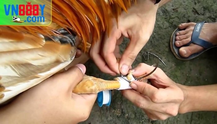 Đá gà cựa tròn