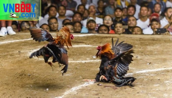 Đá gà Mỹ