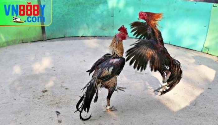Đá gà Peru