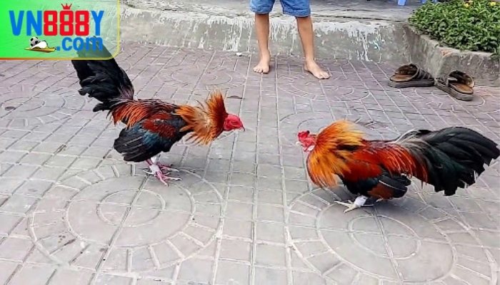 Đá gà tre trên mạng